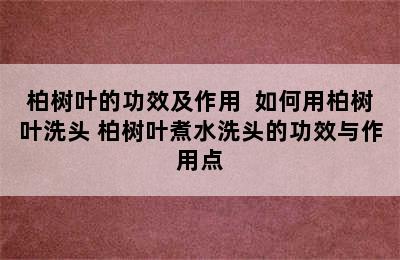 柏树叶的功效及作用  如何用柏树叶洗头 柏树叶煮水洗头的功效与作用点